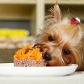 Terrier Yorkshire mini leírás fajta standardokat (rock) Yorkshire terrier mini leírása fajta standardokat