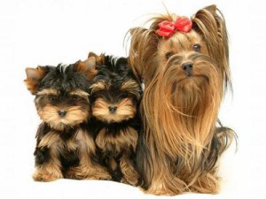 Descriere mini breed Yorkshire Terrier, standarde