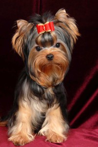 Descriere mini breed Yorkshire Terrier, standarde