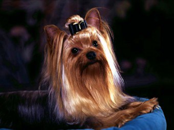 Caracterul Yorkshire Terrier, descriere, istorie