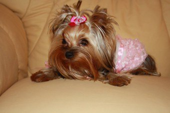 Caracterul Yorkshire Terrier, descriere, istorie