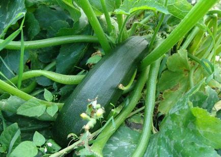 Zucchis squash descriere, plantare cu semințe, comentarii, fotografii, video