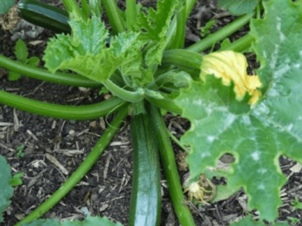 Zucchis zucchini Descrierea soiului, caracteristici ale plantației, cultivării și îngrijirii