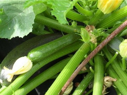Zucchis zucchini Descrierea soiului, caracteristici ale plantației, cultivării și îngrijirii