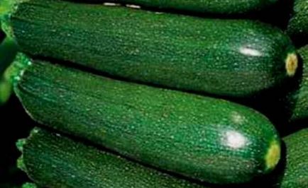 Descriere zucchis squash