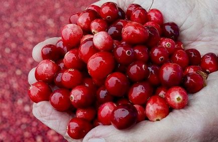 Ce fel de fructe de padure este cea mai folositoare fructe de padure de top-10 cele mai utile?