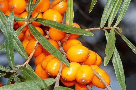 Ce fel de fructe de padure este cea mai folositoare fructe de padure de top-10 cele mai utile?