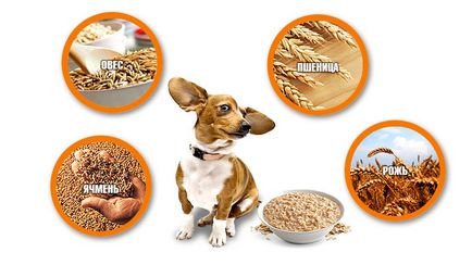 Ce cereale pot fi oferite câinilor o varietate de gastronomie pentru animalele de companie