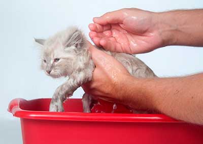 Cum să scapi de purici în animalele de companie - pisici și câini