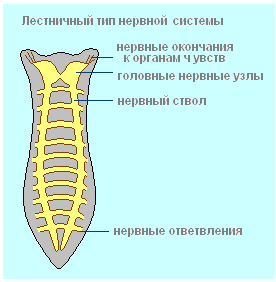 Як позбутися від паразитів