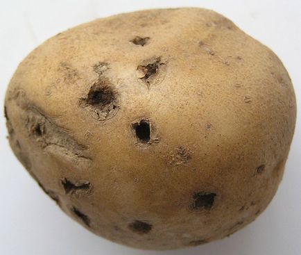 Як позбутися від дротяників на картоплі, як боротися з ним на городі