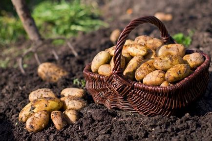 Як позбутися від дротяників на картоплі, як боротися з ним на городі