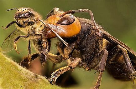 Cum să scapi de hornets sub acoperiș, în țară, în pod