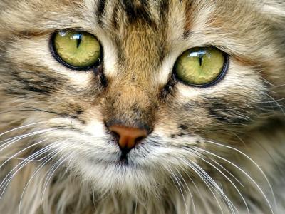 Как да се отървете от миризмата на урина котка в апартамента на линолеум