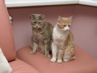 Hogyan lehet megszabadulni a szaga a macska vizelet a lakásban a linóleum