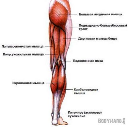 Як накачати і посилити м'язи задньої поверхні стегна