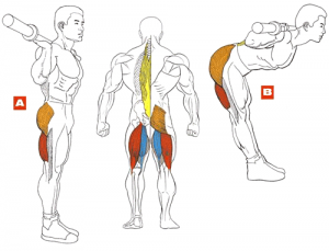 Hogyan építsünk vissza, fitness és a testépítés