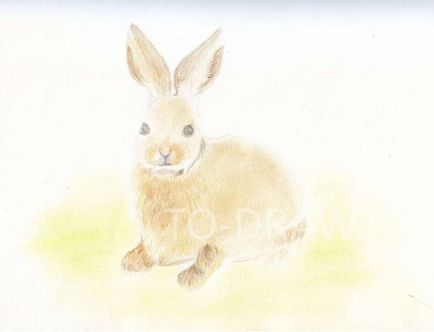 Як намалювати зайця олівцем поетапно тварини