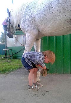 Як навчити коня тримати ноги під час розчищення