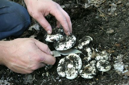 Cum de a găsi o ciupercă de ciuperci