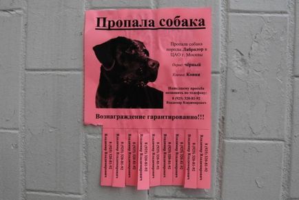 Як знайти зникла тварина, ветеринарний навчальний і нефрологический центр, ветеринарна клініка