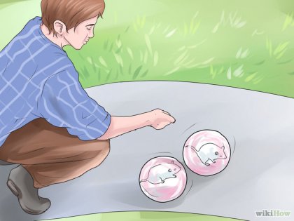 Cum să predați trucuri de șobolani