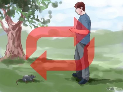 Cum să predați trucuri de șobolani