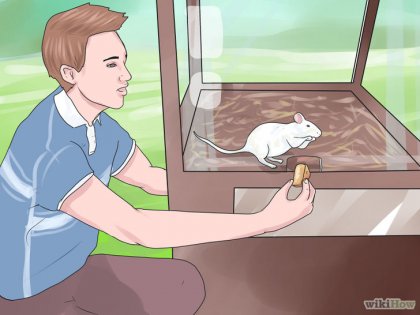 Hogyan vonat egy patkány trükkök