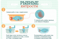 Як відрізнити ковбасу з м'яса від соєвої підробки, продукти і напої, кухня, АіФ Україна