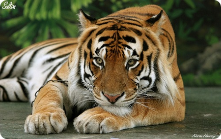 Ce inamic natural într-un tigru nu este un om cu arma, ci în natură