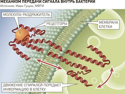 Як повністю відмовитися від антибіотиків - російська газета