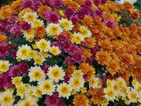 Як допомогти хризантемі перезимувати, квіти в саду (садиба)