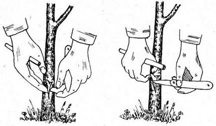 Cum să plantați copacii în mod corespunzător