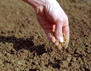 Cum să fertilizeze bine solul