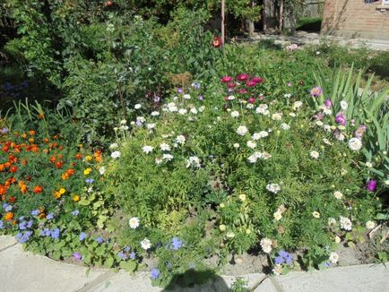 Cum de a transforma o gradina de flori de la stil - Provence - la stil - Versailles