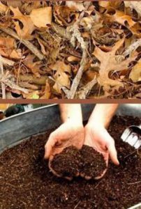 Cum se face o frunză de humus pentru îngrășăminte