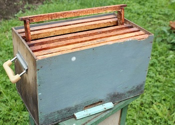 Cum să faci o capcană de albine