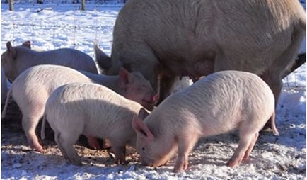 Cum să păstrăm porcii în timpul iernii