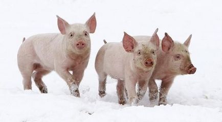 Як утримувати свиней взимку