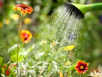 Як зберегти врожай цибулі дощовим літом, городник (садиба)