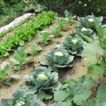Як спланувати миксбордер з овочами, створюємо гарний сад
