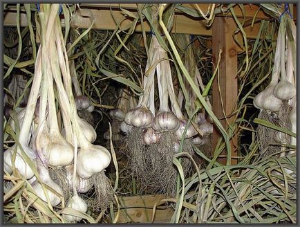 Cum se usucă usturoiul după recoltare Trebuie să spăl usturoiul după curățare
