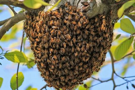 Cum să înlăturați un cuib de hornets dintr-un pod