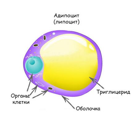 Як прибрати жир з живота секрет плоского животика - фітнесоманія для кожного!