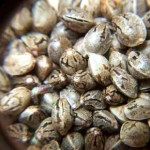 Як усунути запах в гроубокса - вирощування конопель в домашніх умовах