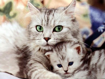 Hogyan törődik egy terhes macska - háziállat