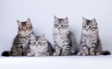 Hogyan válasszuk ki a cica szibériai macska