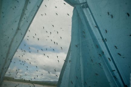 Як вибрати туристичний намет, фотографії та подорожі по Чукотці