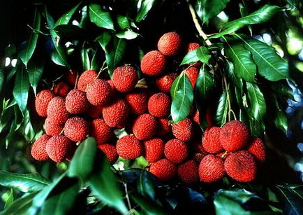 Cum arata un fruct de litchi