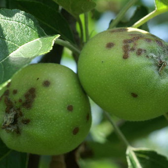 Cum acționează scabia, măsurile și mijloacele de combatere a scabiei pe pomi fructiferi